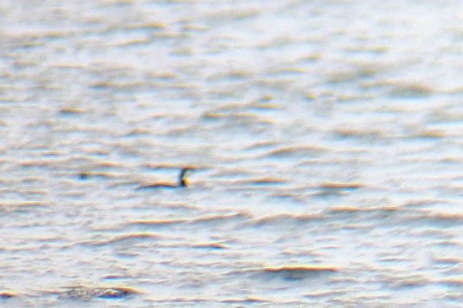 Eistaucher  - Michał Borucki