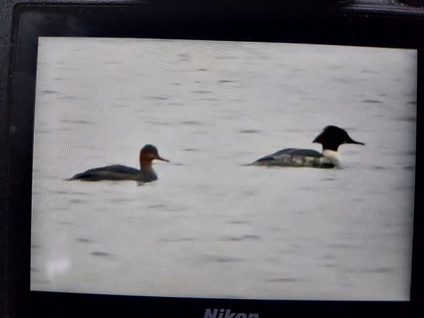 Mittelsäger  - Rafał Kuczmaszewski