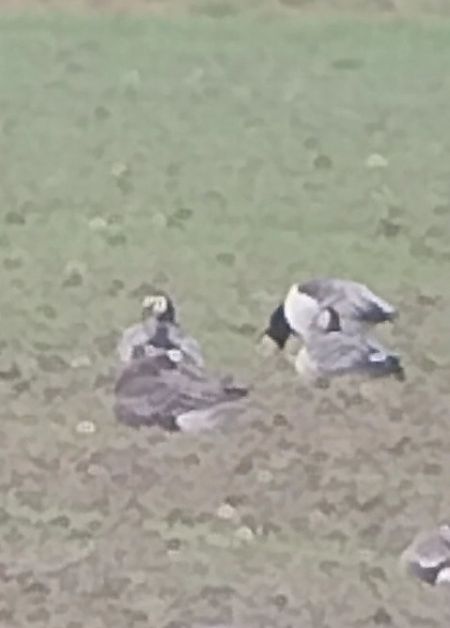 bernikla białolica  - Rafał Kuczmaszewski