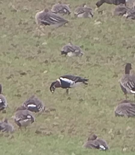 Rothalsgans  - Rafał Kuczmaszewski