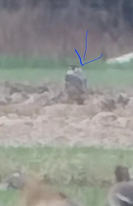 Wanderfalke  - Rafał Kuczmaszewski