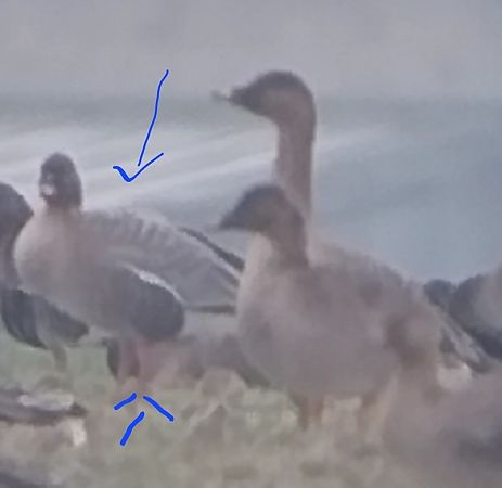 gęś krótkodzioba  - Rafał Kuczmaszewski