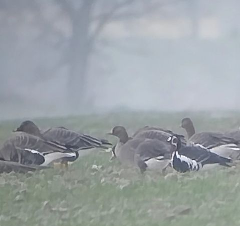 bernikla rdzawoszyja  - Rafał Kuczmaszewski