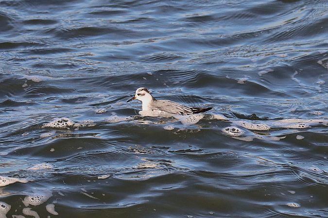 płatkonóg płaskodzioby  - Mateusz Legutko