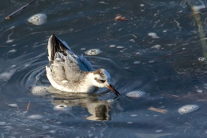Phalarope à bec large 