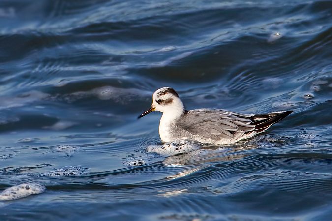 płatkonóg płaskodzioby 