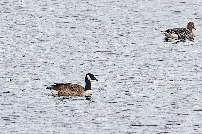 Canada Goose 