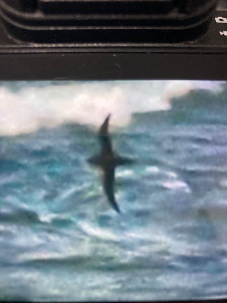 burzyk szary  - Marian Giertych