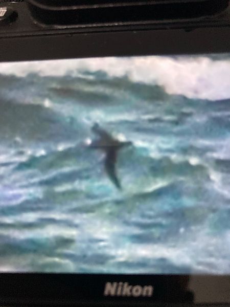 Dunkler Sturmtaucher  - Marian Giertych