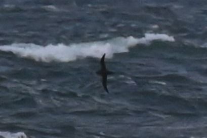 Puffin fuligineux  - Marian Giertych