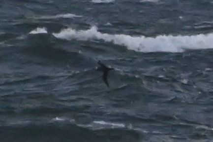 burzyk szary  - Marian Giertych