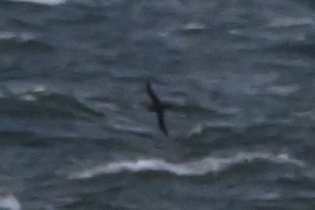 burzyk szary  - Marian Giertych