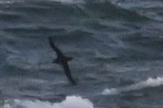 burzyk szary  - Marian Giertych