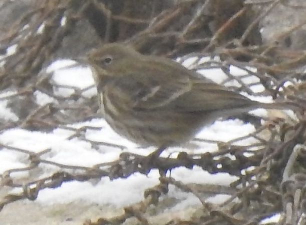 świergotek nadmorski  - Karina Ciepichał