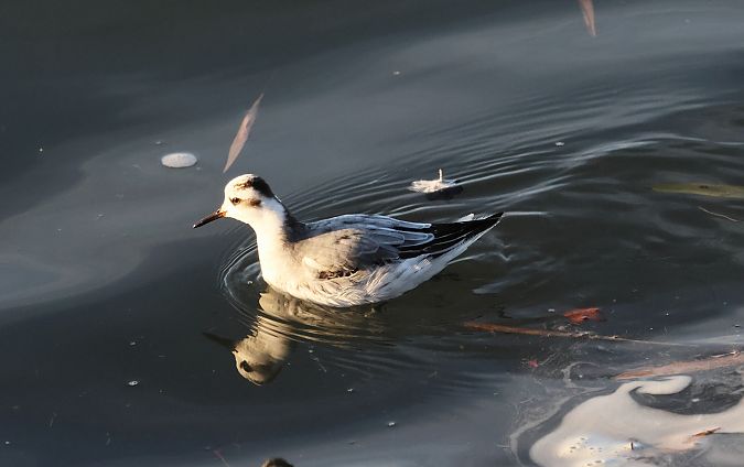 płatkonóg płaskodzioby  - Piotr Łagosz