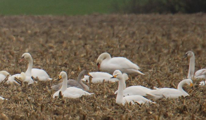 łabędź czarnodzioby  - Krzysztof Nowak