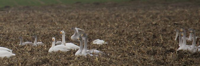 Zwergschwan  - Krzysztof Nowak