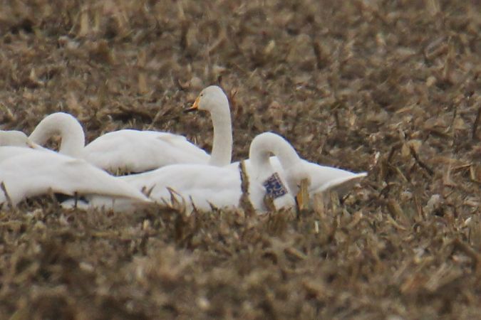 łabędź krzykliwy  - Krzysztof Nowak