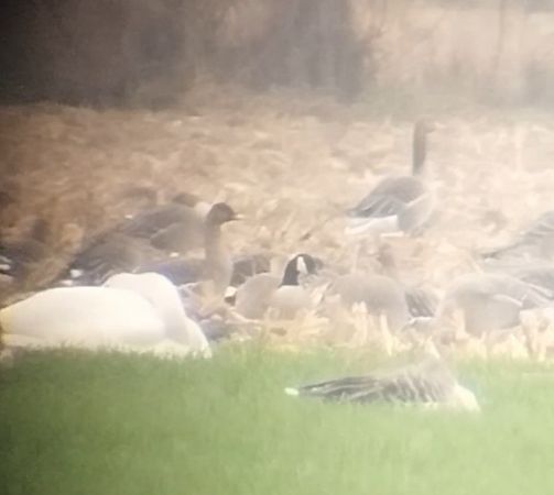 Zwergkanadagans  - Krzysztof Nowak