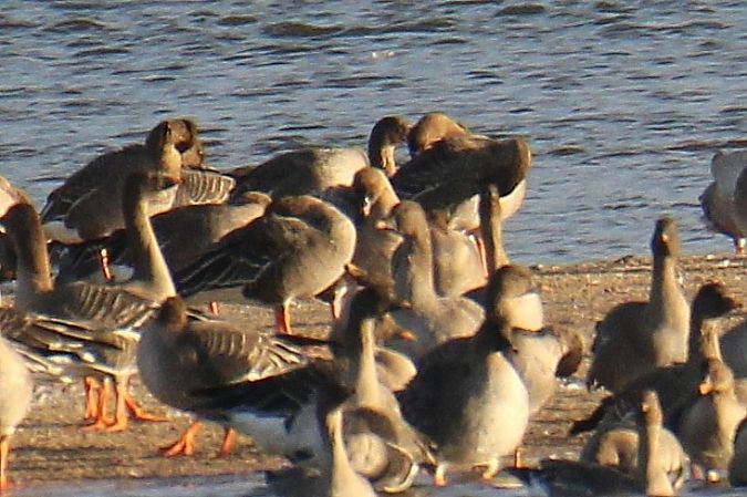 gęś krótkodzioba  - Krzysztof Nowak