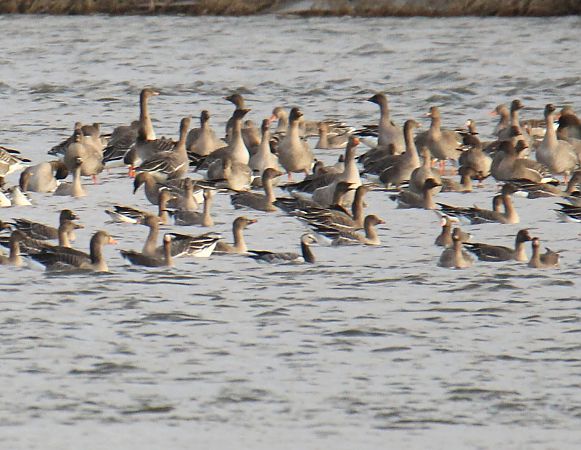 bernikla białolica  - Krzysztof Nowak