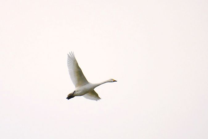 łabędź czarnodzioby  - Krzysztof Nowak