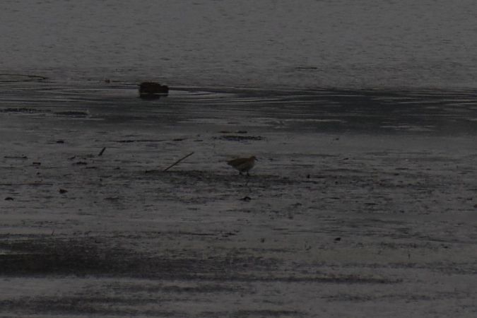 batalion  - Mariusz Zub