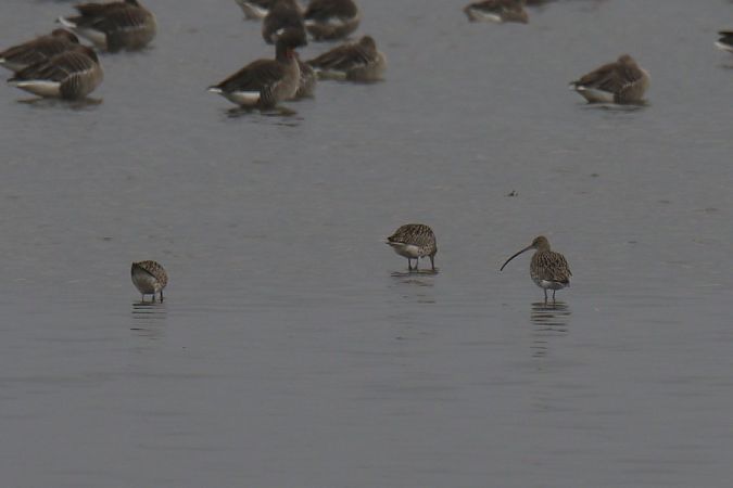 Eurasian Curlew  - Mariusz Zub