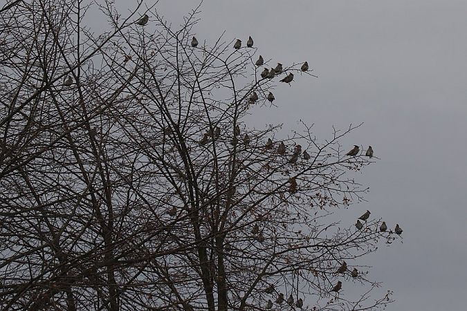 Jaseur boréal  - Mariusz Zub
