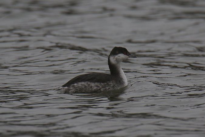 Ohrentaucher  - Mariusz Zub