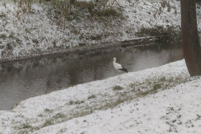 White Stork  - Mariusz Zub