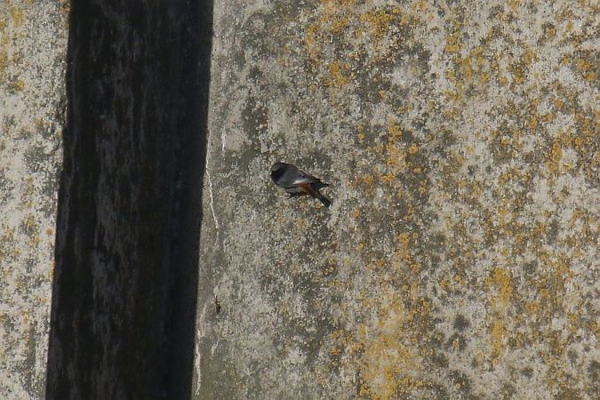 kopciuszek  - Mariusz Zub