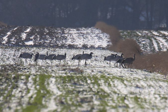 żuraw  - Mariusz Zub