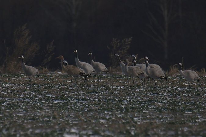 Common Crane  - Mariusz Zub