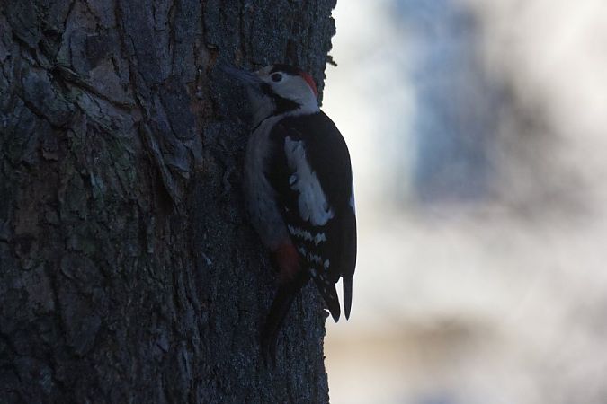 dzięcioł białoszyi  - Mariusz Zub