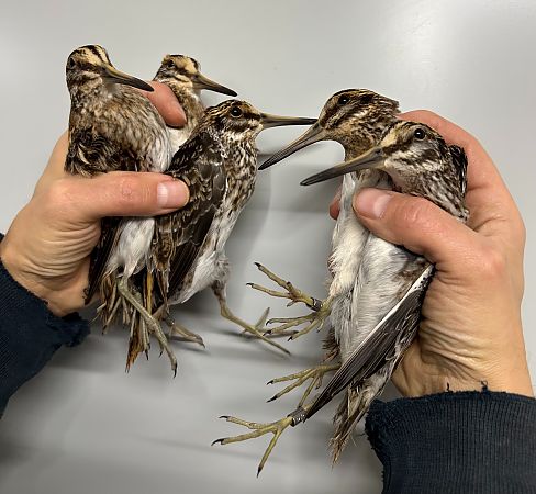 Jack Snipe  - Marcin Sidelnik