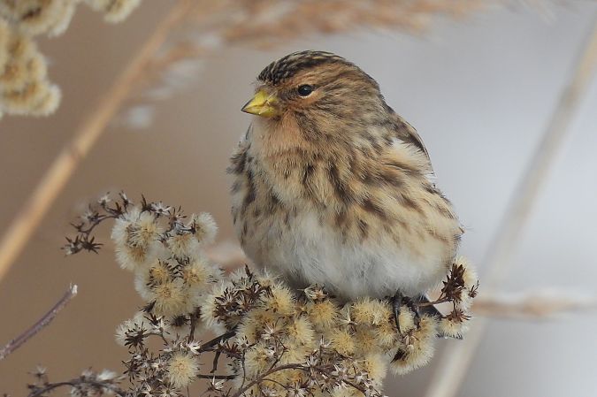 rzepołuch  - Beata Prusak