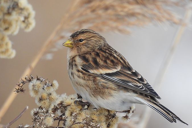 Berghänfling  - Beata Prusak