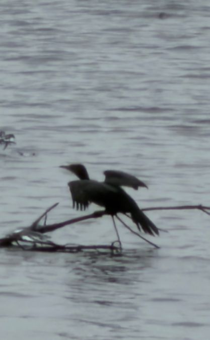 kormoran mały  - Adam Szczepańczyk