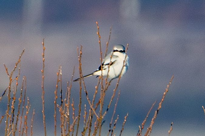 Raubwürger (ssp. homeyeri)  - Mateusz Boinski