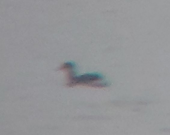 perkoz rogaty  - Monika Żochowska