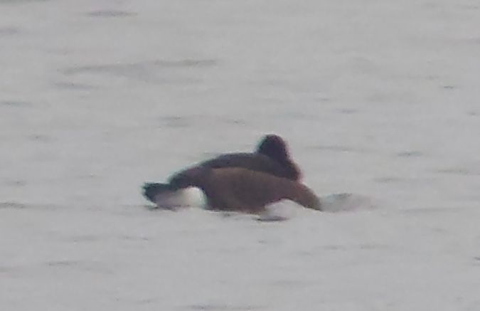 Ferruginous Duck  - Monika Żochowska