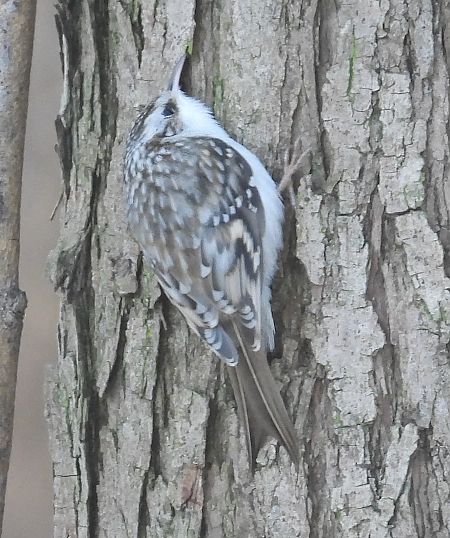 Grimpereau des bois  - Jarosław Słowikowski