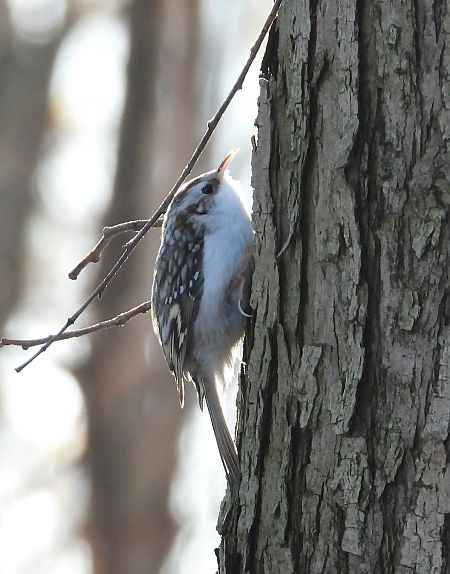 Grimpereau des bois  - Jarosław Słowikowski