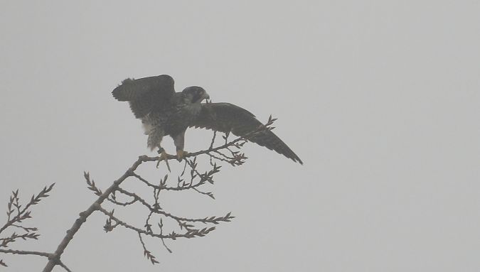 Faucon pèlerin  - Jarosław Słowikowski