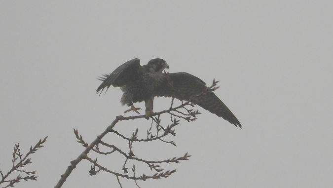 sokół wędrowny  - Jarosław Słowikowski