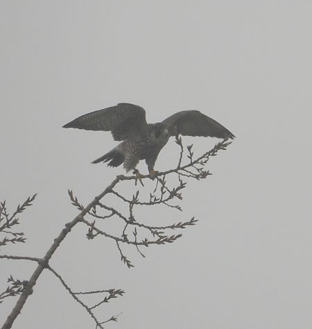 sokół wędrowny  - Jarosław Słowikowski