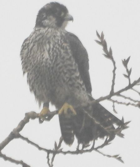 Faucon pèlerin  - Jarosław Słowikowski