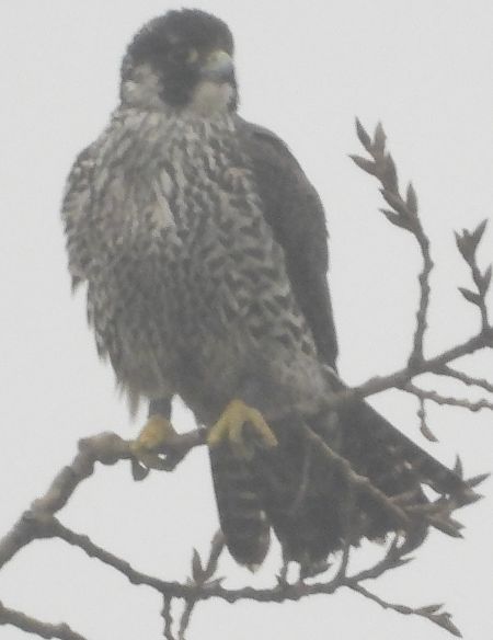 Faucon pèlerin  - Jarosław Słowikowski