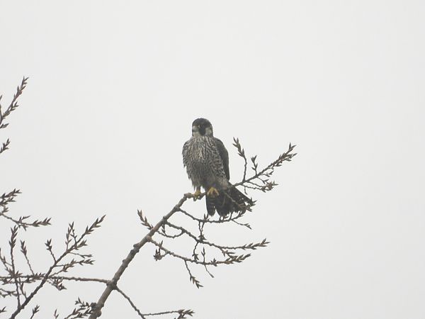 sokół wędrowny  - Jarosław Słowikowski